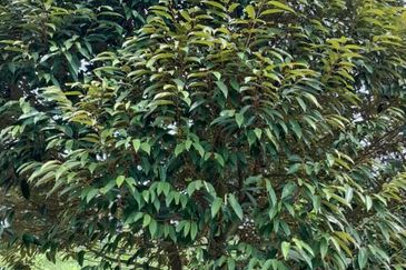 Negeri Sembilan @ Rembau 62 Acres Agricultural Land For Sale