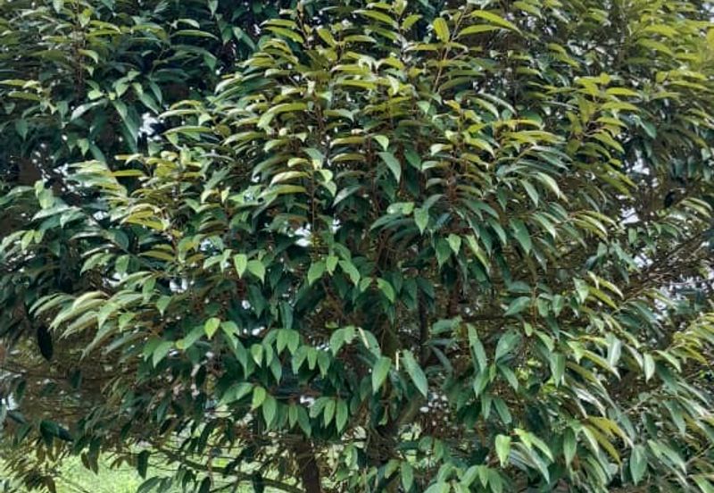 Negeri Sembilan @ Rembau 62 Acres Agricultural Land For Sale