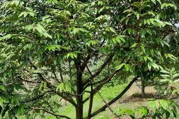 Negeri Sembilan @ Rembau 62 Acres Agricultural Land For Sale