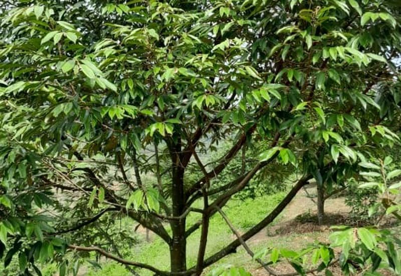 Negeri Sembilan @ Rembau 62 Acres Agricultural Land For Sale