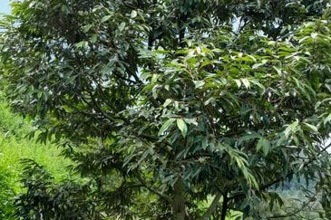 Negeri Sembilan @ Rembau 62 Acres Agricultural Land For Sale