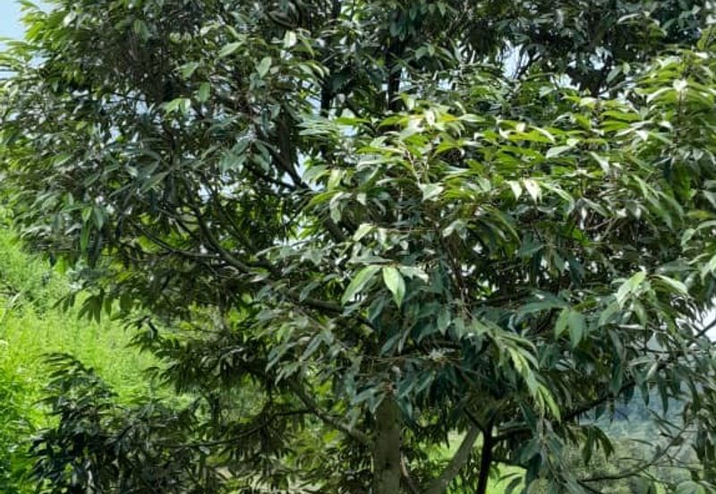 Negeri Sembilan @ Rembau 62 Acres Agricultural Land For Sale