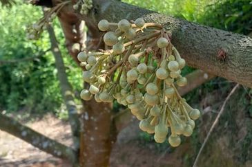 Negeri Sembilan @ Rembau 62 Acres Agricultural Land For Sale