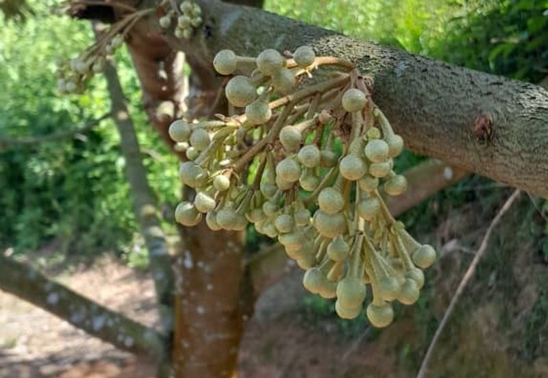 Negeri Sembilan @ Rembau 62 Acres Agricultural Land For Sale