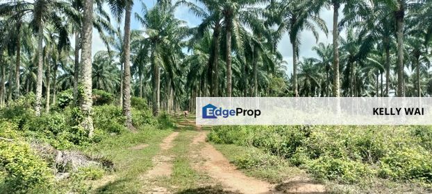 Negeri Sembilan @ Linggi 197 acres Agricultural Land For Sale, Negeri Sembilan, Port Dickson
