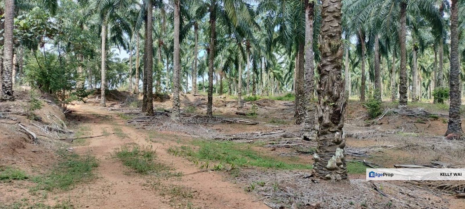 Negeri Sembilan @ Linggi 197 acres Agricultural Land For Sale, Negeri Sembilan, Port Dickson