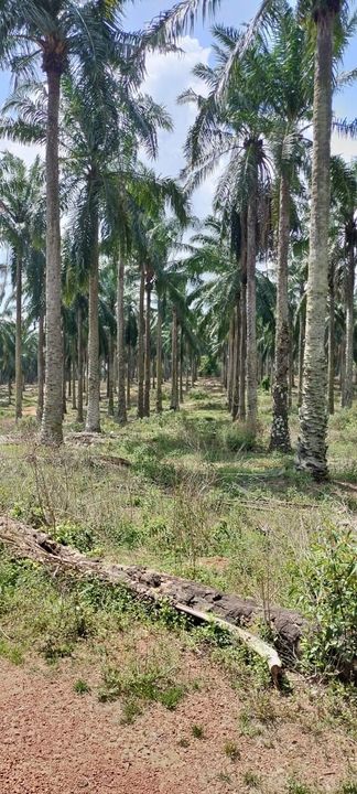 Negeri Sembilan @ Linggi 197 acres Agricultural Land For Sale, Negeri Sembilan, Port Dickson