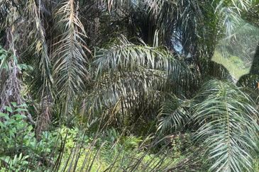 Jalan Sri Putri 4, Taman Putri Kulai