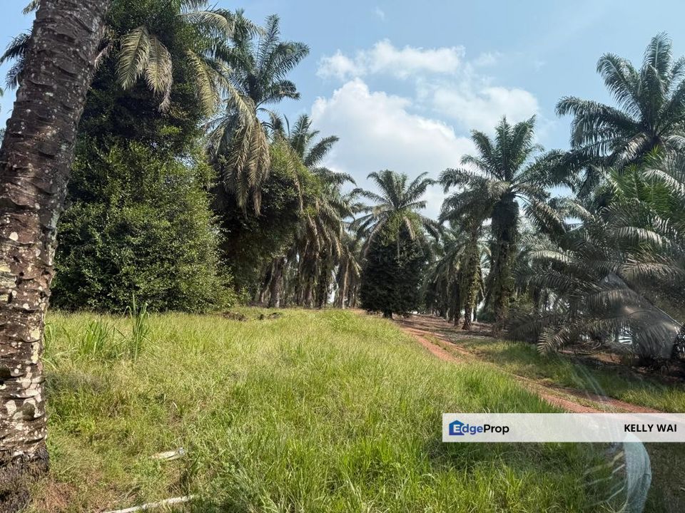 Johor @ Kulai 40 Acres Agricultural Land For Sale, Johor, Kulai