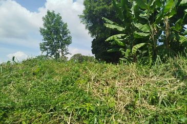 Yahya Awal @ JB Town 20,000 sqft Agricultural Land For Sale 