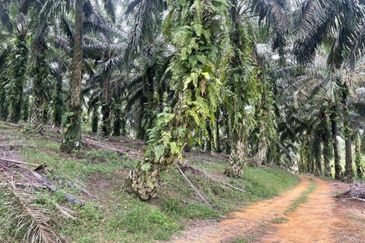 Johor @ Ulu Tiram 66 Acres Agricultural Land For Sale