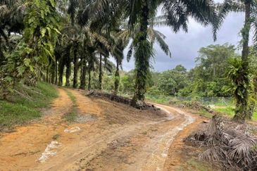 Johor @ Ulu Tiram 66 Acres Agricultural Land For Sale