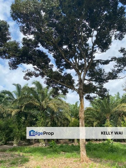 Johor @ Pontian 4 acres Agricultural Land For Sale, Johor, Pontian