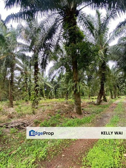 Benut @ Pontian 9.35 acres Agricultural Land For Sale, Johor, Pontian