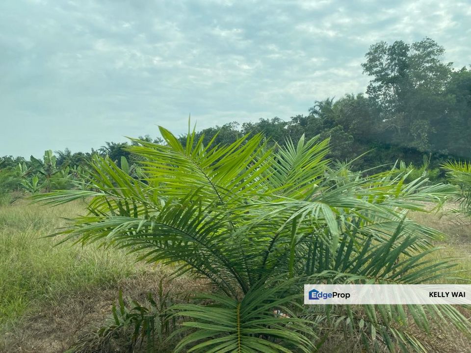 Johor @ Simpang Renggam 30 acres Agricultural Land For Sale, Johor, Kluang