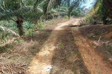 Johor @ Jemaluang 20 acres Agricultural Land For Sale 