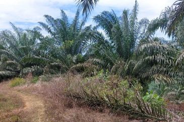 Johor @ Jemaluang 20 acres Agricultural Land For Sale 