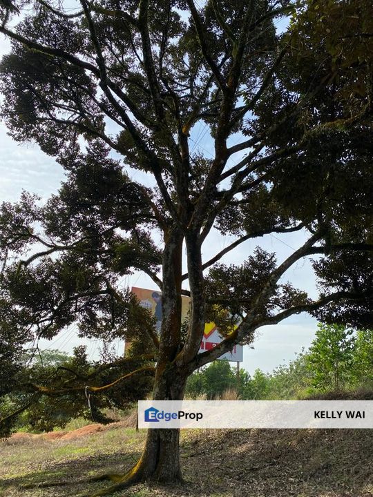 Johor @ Simpang Renggam 42.5 Acres Agricultural Land For Sale, Johor, Kluang