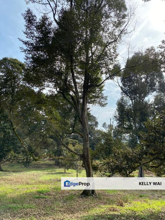 Johor @ Simpang Renggam 42.5 Acres Agricultural Land For Sale, Johor, Kluang