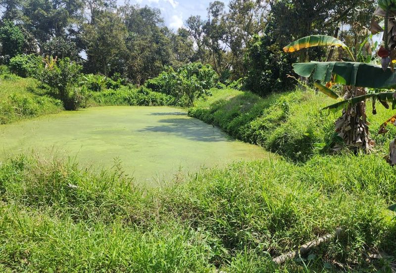 Ulu Benut @ Kluang 39 Acres Agricultural land For Sale