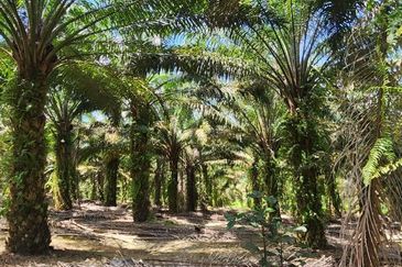 Ulu Benut @ Kluang 39 Acres Agricultural land For Sale