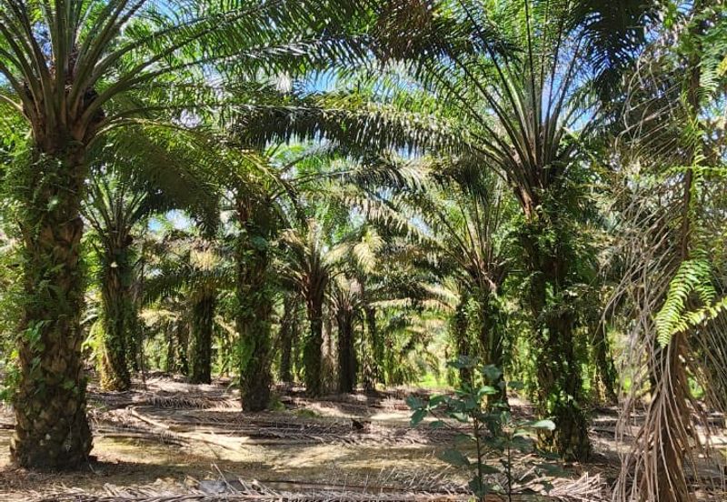 Ulu Benut @ Kluang 39 Acres Agricultural land For Sale