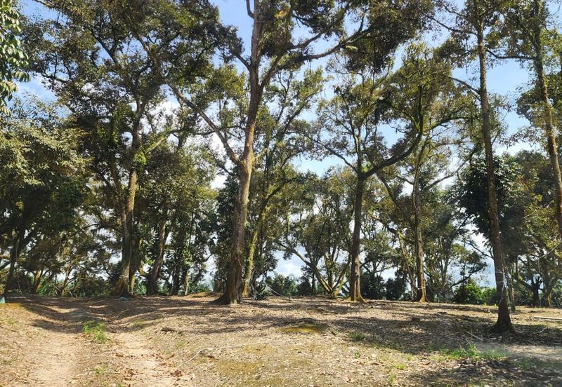 Ulu Benut @ Kluang 39 Acres Agricultural land For Sale