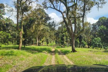 Ulu Benut @ Kluang 39 Acres Agricultural land For Sale