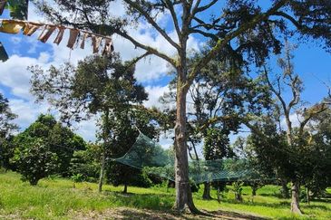 Ulu Benut @ Kluang 39 Acres Agricultural land For Sale