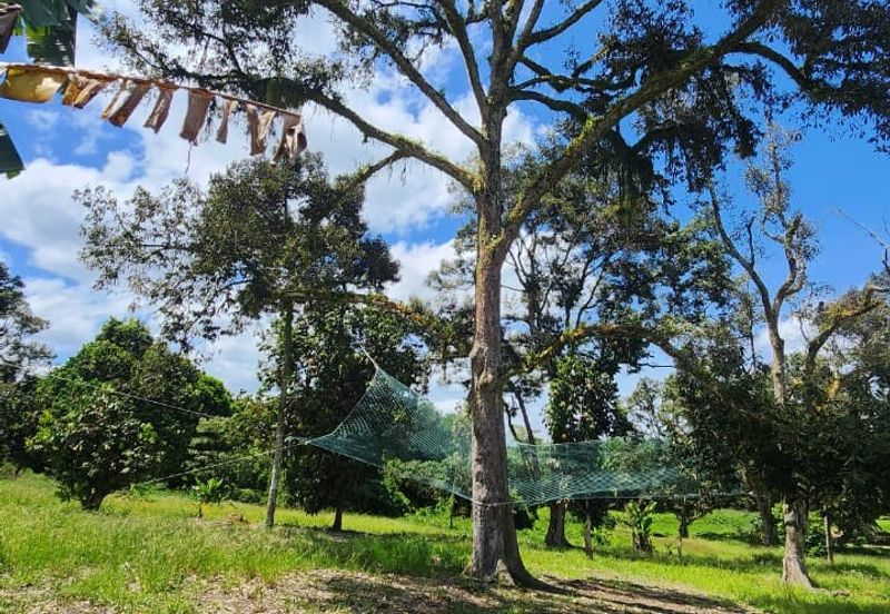 Ulu Benut @ Kluang 39 Acres Agricultural land For Sale