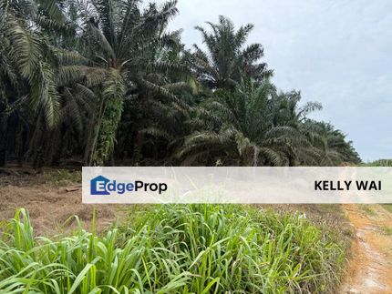 Senai @ Johor 7 Acres Agricultural Land For Sale, Johor, Kulai