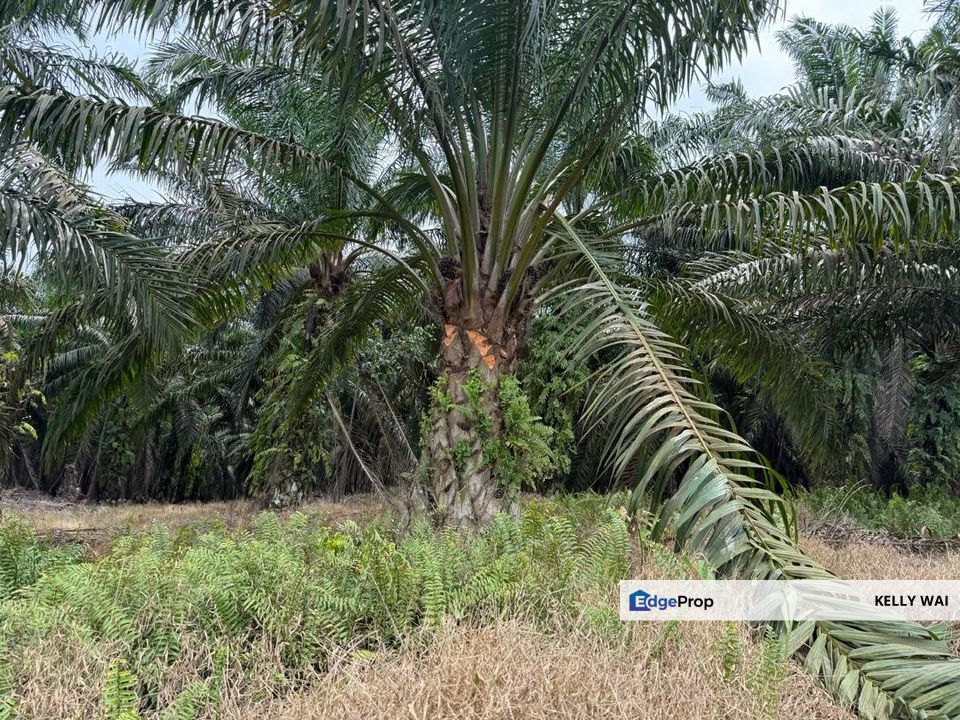 Senai @ Johor 7 acres Agriculture Land For Sale, Johor, Kulai