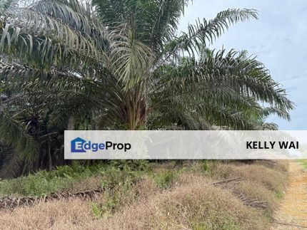 Senai @ Johor 7 acres Agriculture Land For Sale, Johor, Kulai