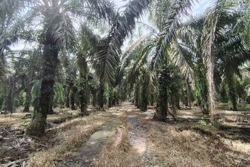 Layang Layang 12 Acres Oil Palm Land For Sale