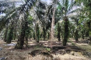Layang Layang 12 Acres Oil Palm Land For Sale