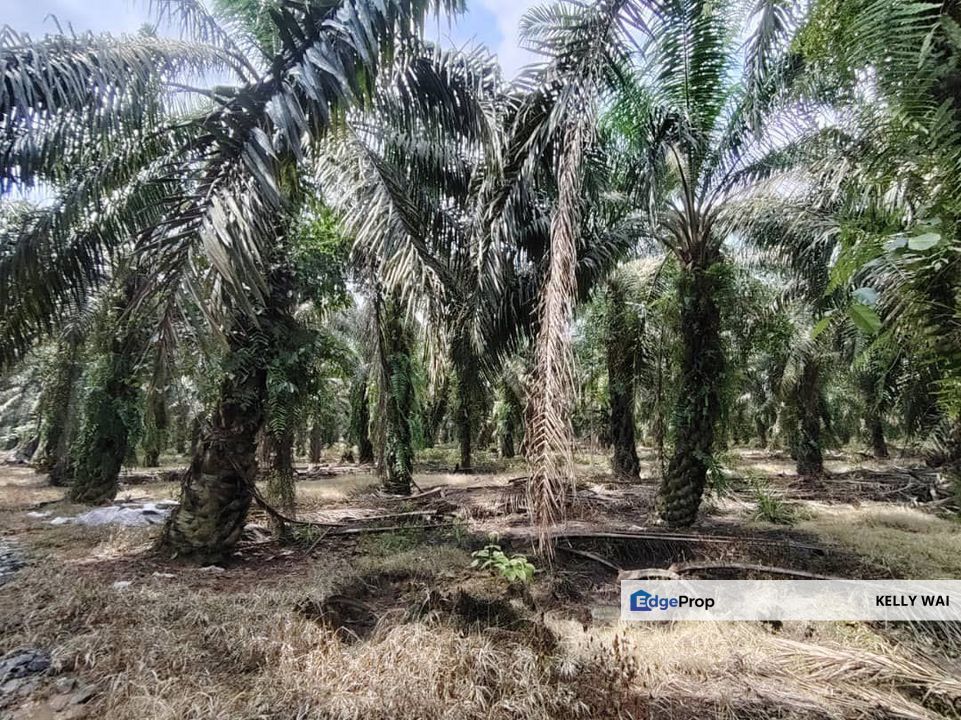Layang Layang 12 Acres Oil Palm Land For Sale, Johor, Batu Pahat