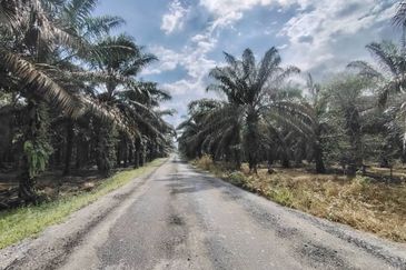 Layang Layang 12 Acres Oil Palm Land For Sale