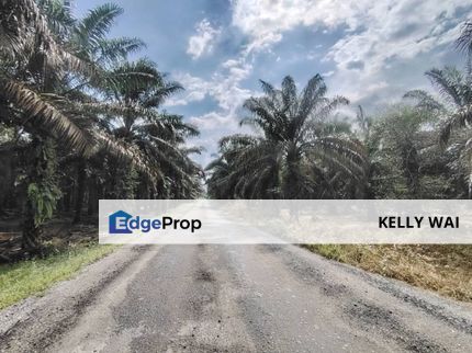 Layang Layang 12 Acres Oil Palm Land For Sale, Johor, Batu Pahat