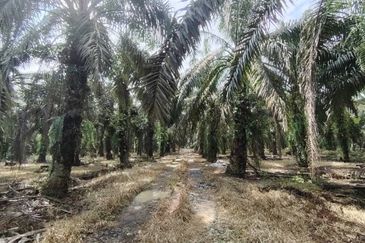 Layang Layang 12 Acres Oil Palm Land For Sale