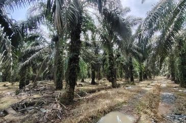Layang Layang 12 Acres Oil Palm Land For Sale