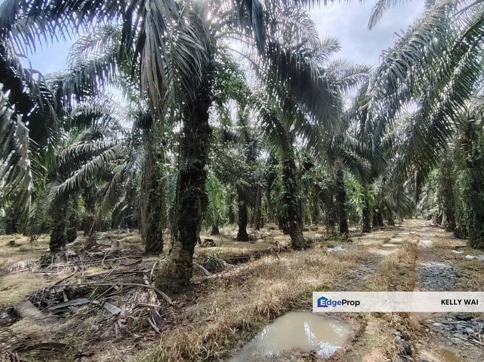 Layang Layang 12 Acres Oil Palm Land For Sale, Johor, Batu Pahat