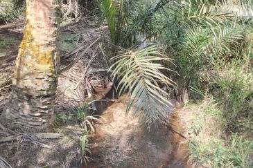 Layang Layang 12 Acres Oil Palm Land For Sale