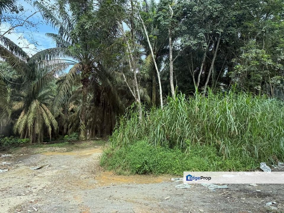 Senai @ Johor 24 Acres Agricultural Land For Sale, Johor, Kulai