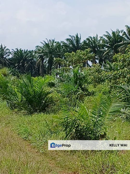Pasir Panjang @ Negeri Sembilan 53 Acres Agricultural Land For Sale, Negeri Sembilan, Port Dickson