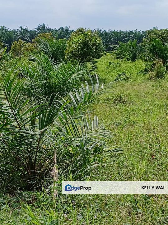 Pasir Panjang @ Negeri Sembilan 53 Acres Agricultural Land For Sale, Negeri Sembilan, Port Dickson