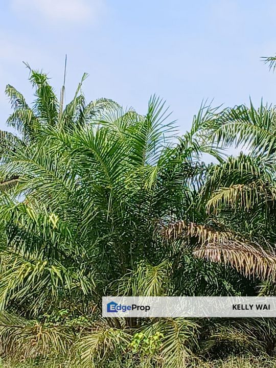 Pasir Panjang @ Negeri Sembilan 53 Acres Agricultural Land For Sale, Negeri Sembilan, Port Dickson