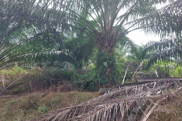 Jemaluang @ Johor 75 Acres Agricultural Land For Sale