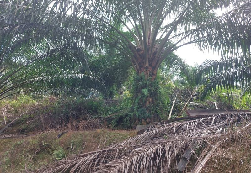 Jemaluang @ Johor 75 Acres Agricultural Land For Sale