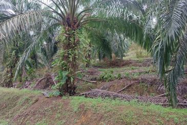 Jemaluang @ Johor 75 Acres Agricultural Land For Sale