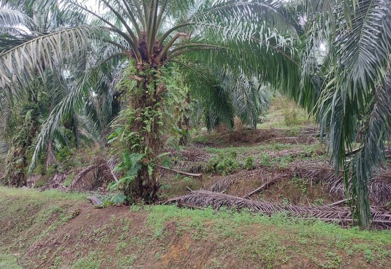 Jemaluang @ Johor 75 Acres Agricultural Land For Sale